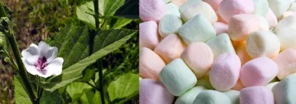 Домашній зефір