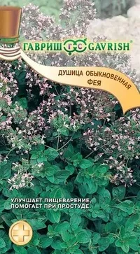 Материнка вирощування з насіння на садовій ділянці (вирощування) Материнка вирощування з насіння на садовій ділянці