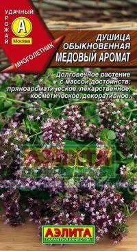 Материнка вирощування з насіння на садовій ділянці (материнка) Материнка вирощування з насіння на садовій ділянці