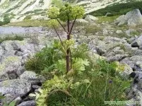 Дудник лікарський - опис і лікувальні властивості (ложки рази день) Дудник лікарський - опис і лікувальні властивості