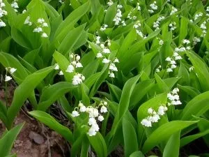 Ефірна олія конвалії і області його застосування (масло) Ефірна олія конвалії і області його застосування