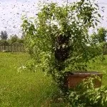 Природне і штучне розмноження бджіл і бджолиних сімей особливості та відео (розмноження) Природне і штучне розмноження бджіл і бджолиних сімей особливості та відео