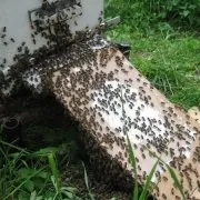 Природне і штучне розмноження бджіл і бджолиних сімей особливості та відео (природне) Природне і штучне розмноження бджіл і бджолиних сімей особливості та відео