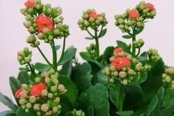 Епін для кімнатних рослин застосування, дозування і заходи безпеки при роботі з препаратом (епін) Епін для кімнатних рослин застосування, дозування і заходи безпеки при роботі з препаратом