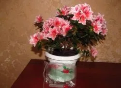 Епін для кімнатних рослин застосування, дозування і заходи безпеки при роботі з препаратом (рослин) Епін для кімнатних рослин застосування, дозування і заходи безпеки при роботі з препаратом