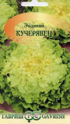 Ендівій вирощування з насіння на дачній ділянці (вирощування) Ендівій вирощування з насіння на дачній ділянці