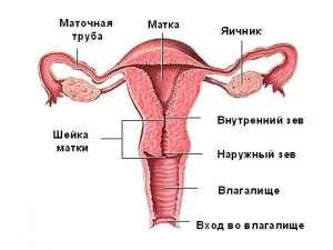 Енциклопедія матки - лікування, захворювання, діагностика та інше (матки) Енциклопедія матки - лікування, захворювання, діагностика та інше