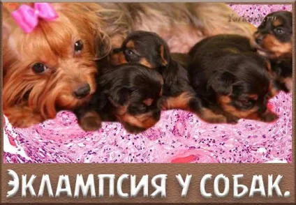 Еклампсія у собак, симптоми, лікування, профілактика (симптоми) Еклампсія у собак, симптоми, лікування, профілактика