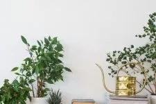 Фікус мелколістний догляд в домашніх умовах, фото (фікус) Фікус мелколістний догляд в домашніх умовах, фото