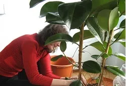 Фікус при безплідді правда чи вигадка