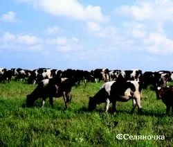 Фактори, що впливають на молочну продуктивність - Селяночка - портал для фермерів, сільське господарство (скотарстві) Фактори, що впливають на молочну продуктивність - Селяночка - портал для фермерів, сільське господарство
