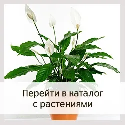 Фітолайф - стаття - види систем вертикального озеленення (вертикальне озеленення) Фітолайф - стаття - види систем вертикального озеленення