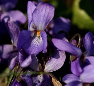 Фіалка в парфумерії, aromablog