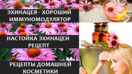 Ехінацея - здоров'я і краса (також) Ехінацея - здоров'я і краса