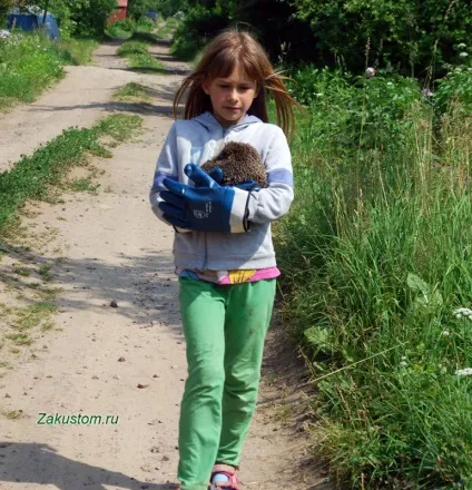 Їжачок на дачі, дачну ділянку