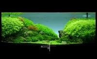 фотографування акваріума