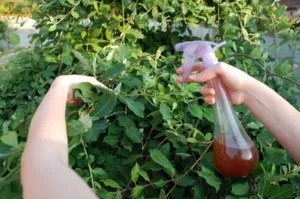 Фітоспорін-м - інструкція із застосування препарату (Фітоспорін м інструкція із застосування) Фітоспорін-м - інструкція із застосування препарату