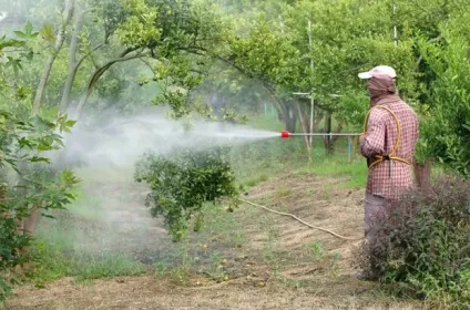 Фітоспорін-м - інструкція із застосування препарату (Фітоспорін-м) Фітоспорін-м - інструкція із застосування препарату