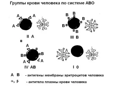 фізіологія крові