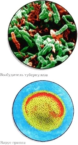Газообмін у легенях і тканинах (Діяльністю дихальної системи) Газообмін у легенях і тканинах