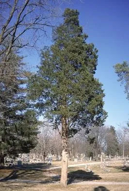 Де росте кедр де росте кедр вУкаіни (кедр) Де росте кедр де росте кедр вУкаіни