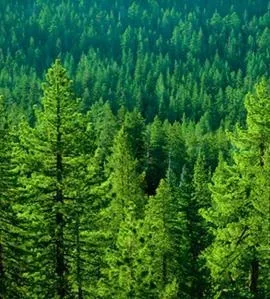 Де росте кедр де росте кедр вУкаіни (зростає) Де росте кедр де росте кедр вУкаіни