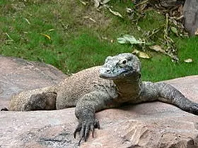 Де живе качконіс, мешкає