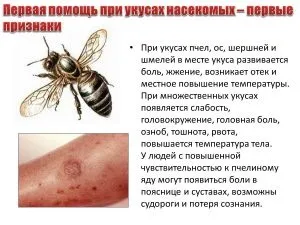 Де живуть шершні і як вони зимують (зимують) Де живуть шершні і як вони зимують