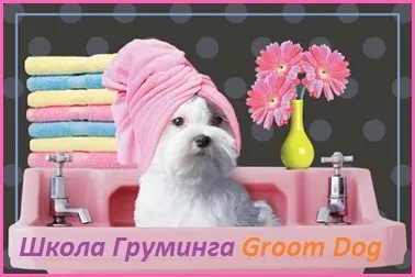 Де навчитися стригти собаку грумінг (грумінг) Де навчитися стригти собаку грумінг