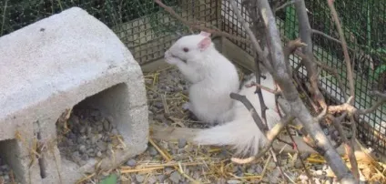 Де живе білка і чим харчується як живуть білки в лісі (білка) Де живе білка і чим харчується як живуть білки в лісі