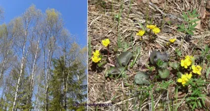 Де бере початок волга, де її витік в Волговерховье! (Витік) Де бере початок волга, де її витік в Волговерховье!