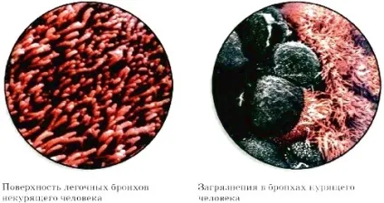 Газообмін у легенях і тканинах (високу хімічну біологічної) Газообмін у легенях і тканинах