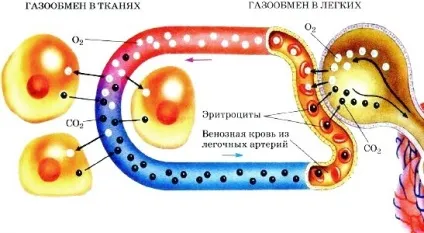 Газообмін у легенях і тканинах (біологія) Газообмін у легенях і тканинах