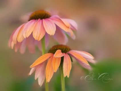 Галерея фільтрів розмиття в photoshop cs6 · «світ фотошопа» (уроки) Галерея фільтрів розмиття в photoshop cs6 · «світ фотошопа»