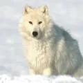 Гігантські комахи - прості відповіді на складні питання (комахи) Гігантські комахи - прості відповіді на складні питання
