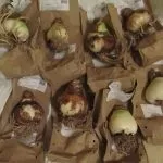 Гіппеаструм догляд в домашніх умовах за квіткою (умовах) Гіппеаструм догляд в домашніх умовах за квіткою