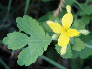 Герпес у дитини ніж лікувати в домашніх умовах (лікувати) Герпес у дитини ніж лікувати в домашніх умовах