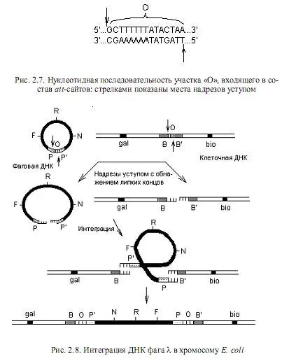 Генетичний обмін і рекомбінація - студопедія (генетичний) Генетичний обмін і рекомбінація - студопедія