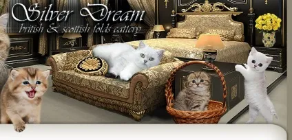 Головна - silver dream