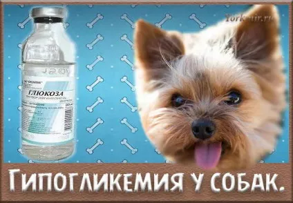 Гіпоглікемія у собак, причини, перша допомога (перша) Гіпоглікемія у собак, причини, перша допомога
