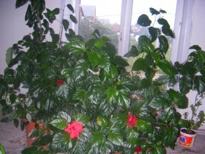 Гібіскус кімнатний догляд, розмноження, обрізка в домашніх умовах (догляд) Гібіскус кімнатний догляд, розмноження, обрізка в домашніх умовах