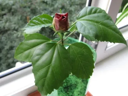 Гібіскус кімнатний догляд, розмноження, обрізка в домашніх умовах (догляд) Гібіскус кімнатний догляд, розмноження, обрізка в домашніх умовах