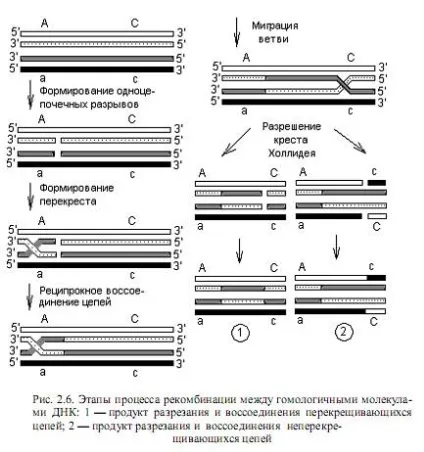 Генетичний обмін і рекомбінація - студопедія (безкоштовно) Генетичний обмін і рекомбінація - студопедія