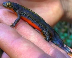 Тритон гребінчастий (triturus cristatus) фото парамезотритон китайський, опис розмноження біологія (triturus) Тритон гребінчастий (triturus cristatus) фото парамезотритон китайський, опис розмноження біологія