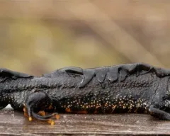 Тритон гребінчастий (triturus cristatus) фото парамезотритон китайський, опис розмноження біологія (тритон) Тритон гребінчастий (triturus cristatus) фото парамезотритон китайський, опис розмноження біологія