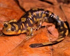 Тритон гребінчастий (triturus cristatus) фото парамезотритон китайський, опис розмноження біологія (опис) Тритон гребінчастий (triturus cristatus) фото парамезотритон китайський, опис розмноження біологія