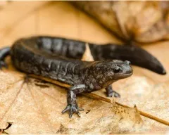 Тритон гребінчастий (triturus cristatus) фото парамезотритон китайський, опис розмноження біологія (гребінчастий) Тритон гребінчастий (triturus cristatus) фото парамезотритон китайський, опис розмноження біологія