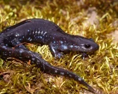 Тритон гребінчастий (triturus cristatus) фото парамезотритон китайський, опис розмноження біологія (бородавчастий) Тритон гребінчастий (triturus cristatus) фото парамезотритон китайський, опис розмноження біологія