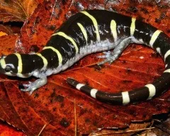 Тритон гребінчастий (triturus cristatus) фото парамезотритон китайський, опис розмноження біологія (опис) Тритон гребінчастий (triturus cristatus) фото парамезотритон китайський, опис розмноження біологія