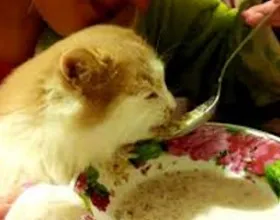 гречка котам